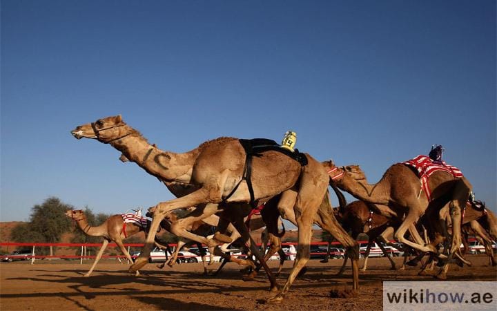 Camel Racing and Falconry